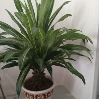 گل تزئینی|گل مصنوعی|مشهد, آزادشهر|دیوار