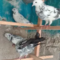 کفترغریبگیری