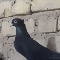 سرکه ای بزن معاوضه