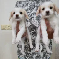 توله اشپیتز و شیتزو کراس|سگ|شیراز, شهرک گلستان|دیوار