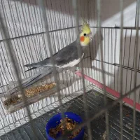 عروس هلندی از۲ماهه الی بالغ|پرنده|سنگر, |دیوار