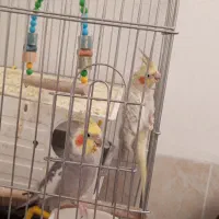 عروس هلندی|پرنده|ارسنجان, |دیوار