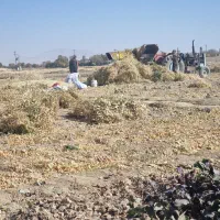 ۱۴۰۰ کیلو کاه لوبیا جهت فروش- گلپایگان