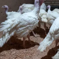 جوجه بوقلمون بیوتی|حیوانات مزرعه|یزد, |دیوار