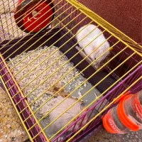 همستر|موش و خرگوش|بهبهان, |دیوار