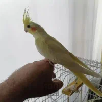 کبوتر پرشی و طوطی ملنگو نر وحشی عروس هلندی جفت|پرنده|محمدشهر, همایون ویلا|دیوار