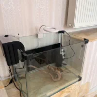 آکواریوم پلنت|ماهی|مهاباد (آذربایجان غربی), |دیوار