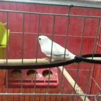 فروش فنچ با قغس