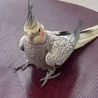 عروس هلندی