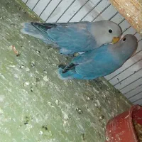 طوطی کوتوله