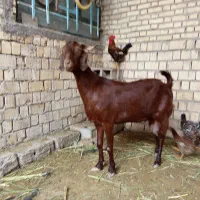 بزماده نید ی به افغانی