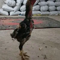 ۳ عدد خروس لاری و جوجه لاری|حیوانات مزرعه|اردبیل, |دیوار