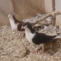 کفتر هوای شهری|پرنده|شیراز, نیستان|دیوار