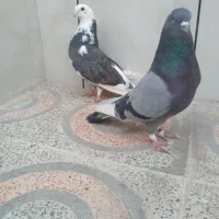 کبوتر شازده  ابلق سبز تهرونی  اصل|پرنده|اصفهان, کوی امیریه|دیوار