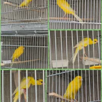 فروش قناری جیبر و قناری رسمی بلند