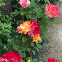 کاشت گل رز هلندی دایم گل|گل و گیاه طبیعی|تهران, شهرک دانشگاه|دیوار