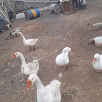 غاز|حیوانات مزرعه|معصومیه, |دیوار