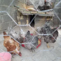 مرغ زینتی|حیوانات مزرعه|سیرجان, |دیوار