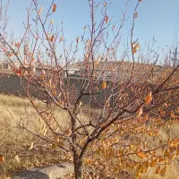 زین آباد ۳۲۰متر