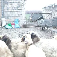 بره نر در مرگور