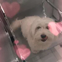 فروش سگ ایشپیتز|سگ|تبریز, |دیوار