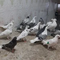 کبوتر جوجه مغلوف|پرنده|قم, نیروگاه|دیوار