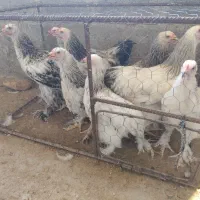 برهما لایت