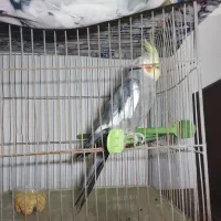 عروس هلندی|پرنده|اقبالیه, |دیوار