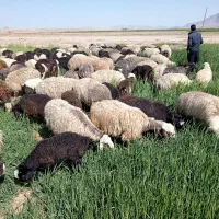 میش بره دار