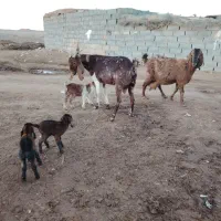 دو بز زاییده