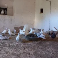 کفتر|پرنده|یزد, |دیوار