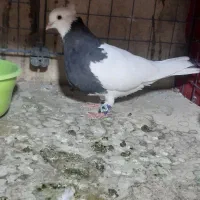 کبوتر طوقی|پرنده|تهران, شهرک شریفی|دیوار