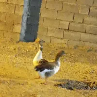 دوتاغاز به بفروش|حیوانات مزرعه|بندرعباس, |دیوار