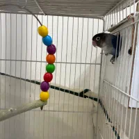 کوتوله برزیلی