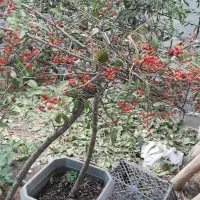 فروش سرو های توپی وخمره ای|خدمات باغبانی و درختکاری|مشهد مرغاب, |دیوار