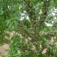 نهال|عمده‌فروشی|میاندوآب, |دیوار