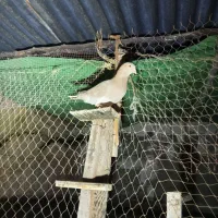 کبوتر|پرنده|برازجان, |دیوار