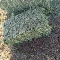 یونجه و کلش درجه یک