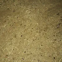 کودگوسفنددرجه یک محدوده شهر