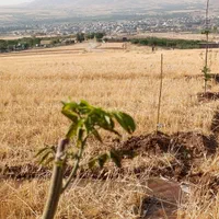 زمین باغی با نونهال ولوله کشی آب تاسرزمین،آستانه|فروش زمین و ملک کلنگی|اراک, |دیوار