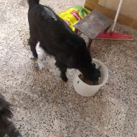 فروش و معاوضه بز و کهره|حیوانات مزرعه|دوگنبدان, |دیوار