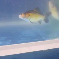 دو عدد ماهی کاراس|ماهی|اسلامآباد غرب, |دیوار