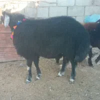 ۲ راس بره قوچ  قره قیر و بروجردی|حیوانات مزرعه|گنبد کاووس, |دیوار