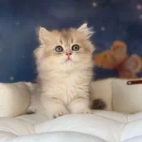 بازیگوش های خوشگل|گربه|سنندج, |دیوار