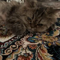 واگذاری گربه
