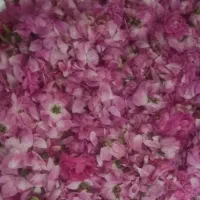 گل محمدی تازه چیده شده