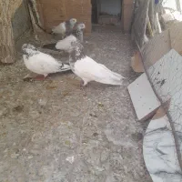 کفتر معلقی