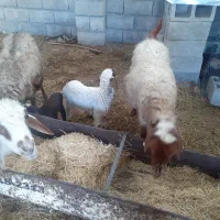 میش وبره دوعدد|حیوانات مزرعه|آبدانان, |دیوار