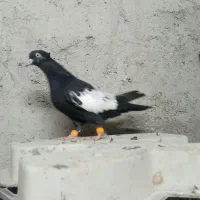 سینه سیاه|پرنده|مسجد سلیمان, |دیوار