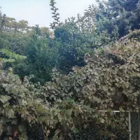 اجاره ۲۴۰ متر بنا دو طبقه دربستی